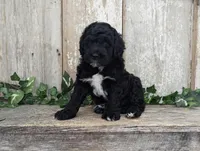 Tux - AKC - Portuguese water dog , a male Portuguese Water Dog for sale in Kingston, MO – 6 of 8