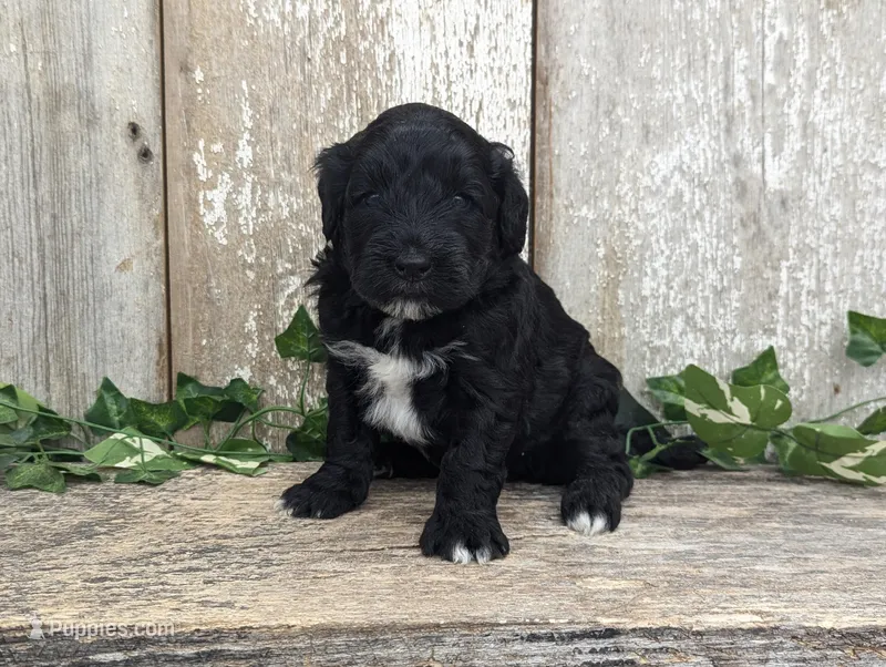 Tux - AKC - Portuguese water dog  – Portuguese Water Dog puppy for sale in Kingston, MO