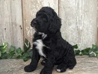 Tux - AKC - Portuguese water dog , a male Portuguese Water Dog for sale in Kingston, MO – 4 of 8