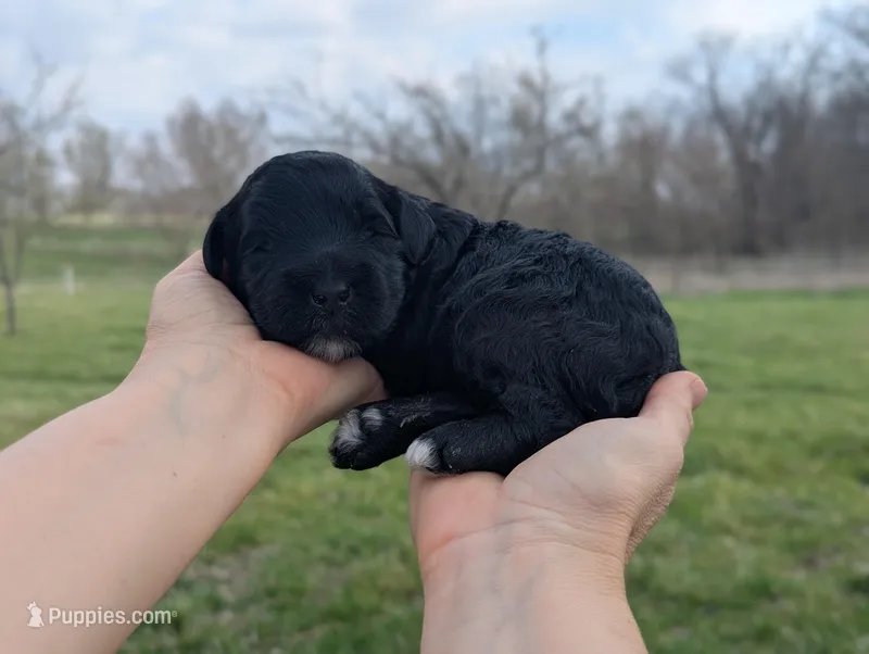 Tux - AKC - Portuguese water dog  – Portuguese Water Dog puppy for sale in Kingston, MO