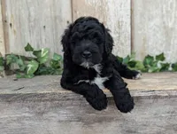 Tux - AKC - Portuguese water dog , a male Portuguese Water Dog for sale in Kingston, MO – 2 of 8