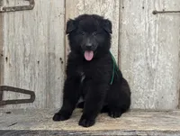 AKC - Belgian Sheepdog - Green Boy, a male Belgian Sheepdog for sale in Kingston, MO – 4 of 10