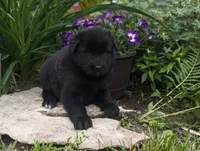 AKC - Belgian Sheepdog - Female, a female Belgian Sheepdog for sale in Kingston, MO – 9 of 10