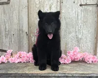 AKC - Belgian Sheepdog - Pink Girl, a female Belgian Sheepdog for sale in Kingston, MO – 6 of 10