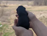 Ulysses - AKC - Portuguese water dog , a male Portuguese Water Dog for sale in Kingston, MO – Photo 5 of 7