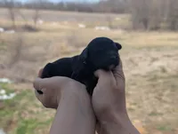 Ulysses - AKC - Portuguese water dog , a male Portuguese Water Dog for sale in Kingston, MO – Photo 3 of 7