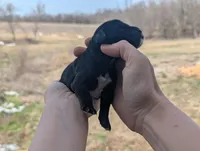 Ulysses - AKC - Portuguese water dog , a male Portuguese Water Dog for sale in Kingston, MO – Photo 6 of 7