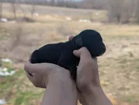 Ulysses - AKC - Portuguese water dog , a male Portuguese Water Dog for sale in Kingston, MO – Photo 4 of 7