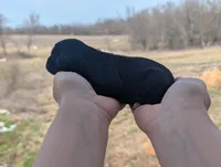 Ulysses - AKC - Portuguese water dog , a male Portuguese Water Dog for sale in Kingston, MO – Photo 7 of 7