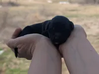 Ulysses - AKC - Portuguese water dog , a male Portuguese Water Dog for sale in Kingston, MO – Photo 2 of 7