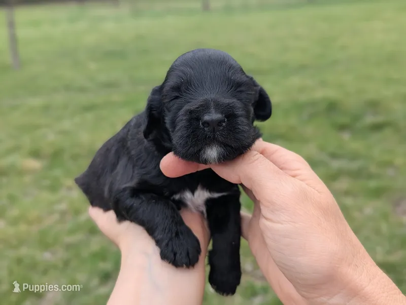 Ulysses - AKC - Portuguese water dog  – Portuguese Water Dog puppy for sale in Kingston, MO