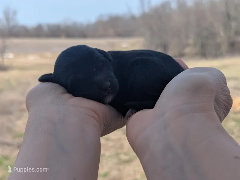 Ulysses - AKC - Portuguese water dog  – Portuguese Water Dog puppy for sale in Kingston, MO