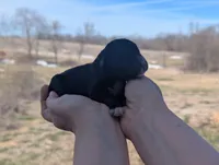 Tasha - AKC - Portuguese water dog , a female Portuguese Water Dog for sale in Kingston, MO – Photo 5 of 5