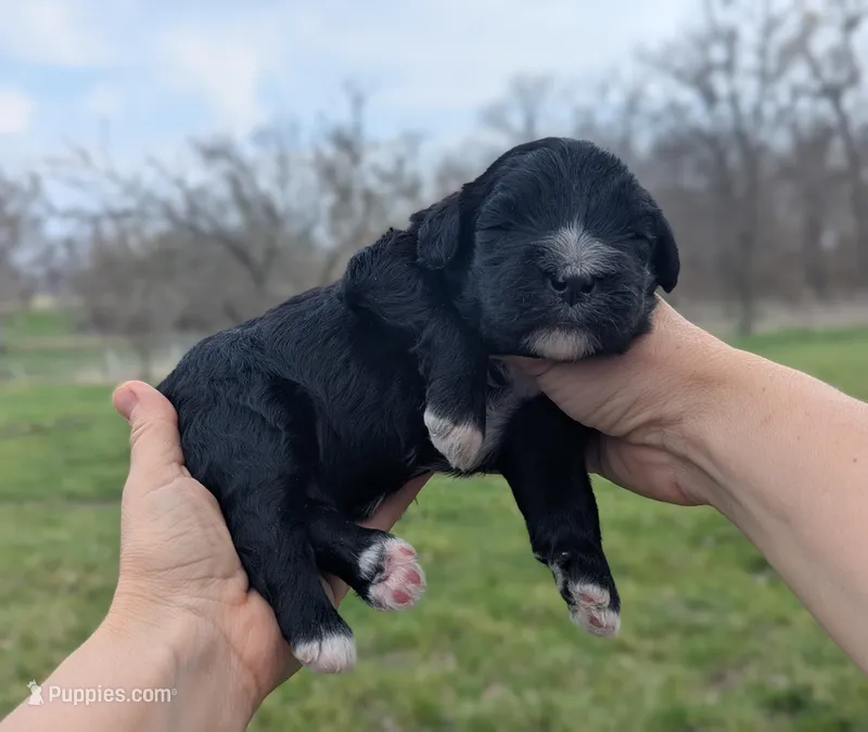 Tasha - AKC - Portuguese water dog  – Portuguese Water Dog puppy for sale in Kingston, MO