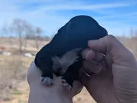 Tasha - AKC - Portuguese water dog , a female Portuguese Water Dog for sale in Kingston, MO – Photo 2 of 5