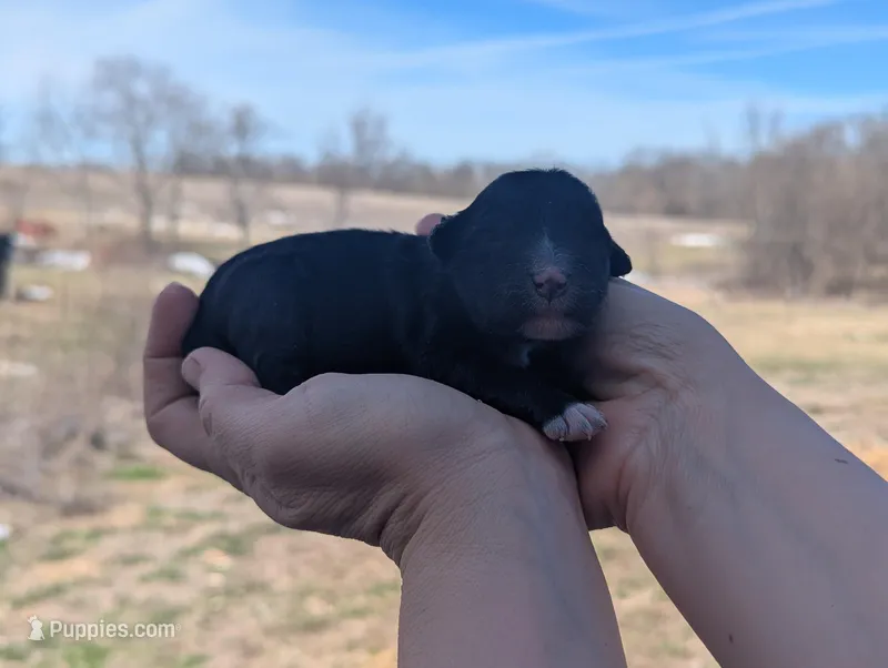 Tasha - AKC - Portuguese water dog  – Portuguese Water Dog puppy for sale in Kingston, MO