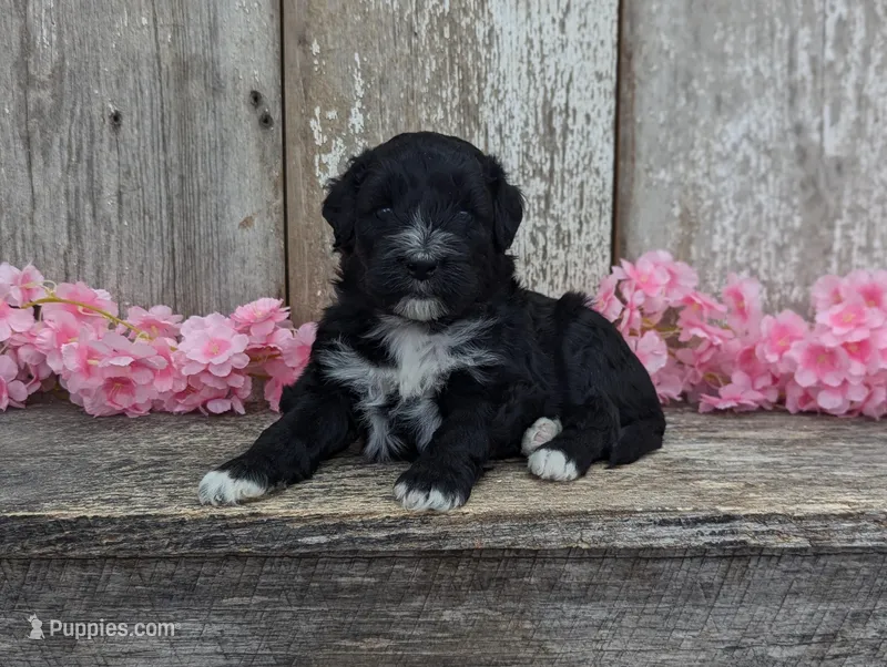 Tasha - AKC - Portuguese water dog  – Portuguese Water Dog puppy for sale in Kingston, MO