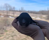 Tasha - AKC - Portuguese water dog , a female Portuguese Water Dog for sale in Kingston, MO – Photo 4 of 5