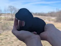 Tasha - AKC - Portuguese water dog , a female Portuguese Water Dog for sale in Kingston, MO – Photo 3 of 5