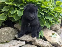 AKC - Belgian Sheepdog - Male, a male Belgian Sheepdog for sale in Kingston, MO – 9 of 10
