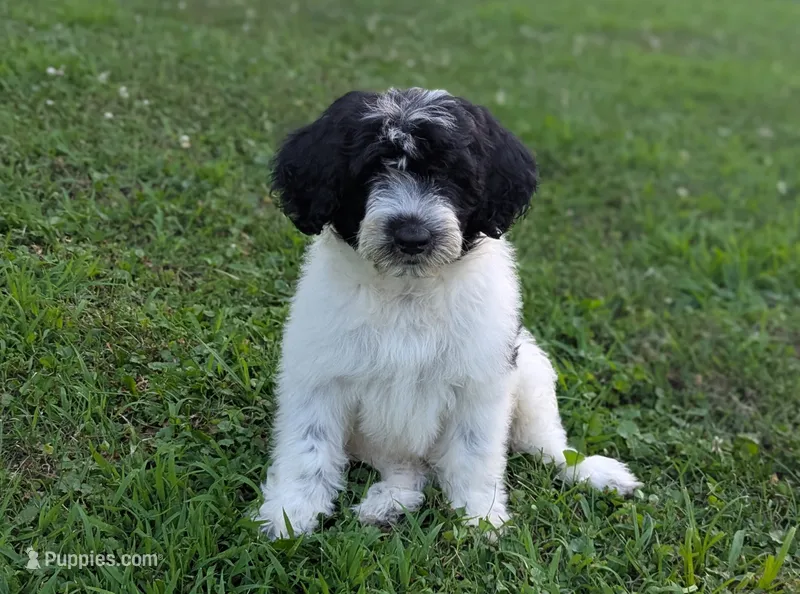 Victor  – Portuguese Water Dog puppy for sale in Kingston, MO
