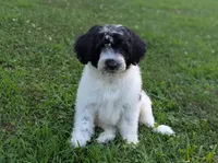 Victor , a male Portuguese Water Dog for sale in Kingston, MO – 1 of 10
