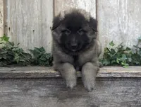 Silver Tervuren Male #2, a male Belgian Tervuren for sale in Kingston, MO – Photo 5 of 6