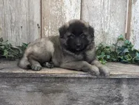 Silver Tervuren Male #2, a male Belgian Tervuren for sale in Kingston, MO – Photo 4 of 6