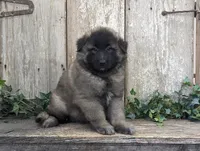 Silver Tervuren Male #2, a male Belgian Tervuren for sale in Kingston, MO – Photo 3 of 6