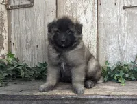 Silver Tervuren Male #2, a male Belgian Tervuren for sale in Kingston, MO – Photo 1 of 6