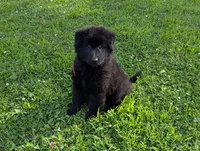 AKC - Belgian Sheepdog - Red Boy, a male Belgian Sheepdog for sale in Kingston, MO – 5 of 10