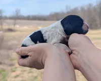 Ulani - AKC - Portuguese water dog , a female Portuguese Water Dog for sale in Kingston, MO – Photo 4 of 9