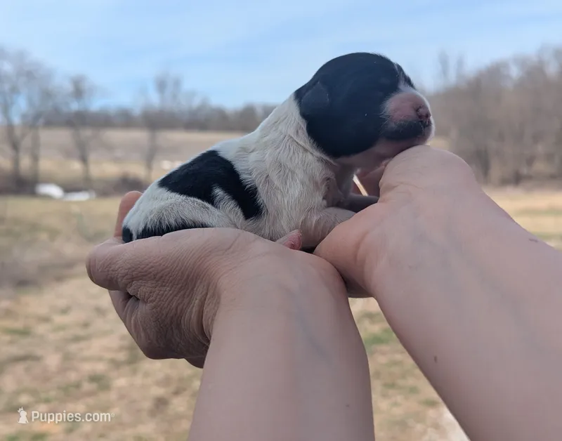 Ulani - AKC - Portuguese water dog  – Portuguese Water Dog puppy for sale in Kingston, MO