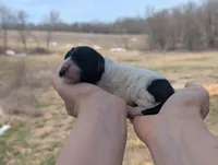 Ulani - AKC - Portuguese water dog , a female Portuguese Water Dog for sale in Kingston, MO – Photo 6 of 9