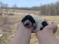 Ulani - AKC - Portuguese water dog , a female Portuguese Water Dog for sale in Kingston, MO – Photo 9 of 9