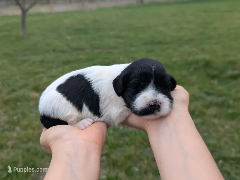 Ulani - AKC - Portuguese water dog  – Portuguese Water Dog puppy for sale in Kingston, MO