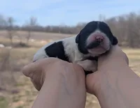 Ulani - AKC - Portuguese water dog , a female Portuguese Water Dog for sale in Kingston, MO – Photo 3 of 9