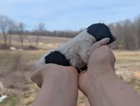 Ulani - AKC - Portuguese water dog , a female Portuguese Water Dog for sale in Kingston, MO – Photo 8 of 9