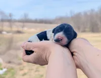 Ulani - AKC - Portuguese water dog , a female Portuguese Water Dog for sale in Kingston, MO – Photo 5 of 9