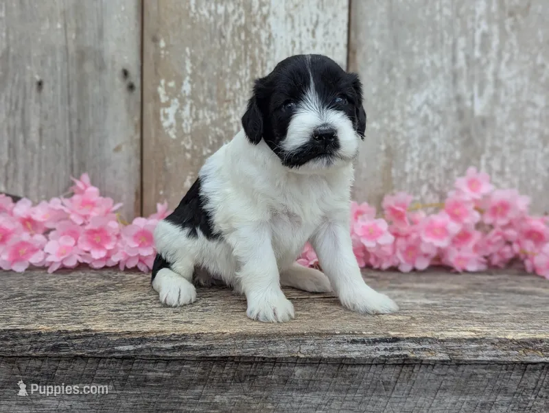 Ulani - AKC - Portuguese water dog  – Portuguese Water Dog puppy for sale in Kingston, MO