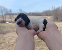 Ulani - AKC - Portuguese water dog , a female Portuguese Water Dog for sale in Kingston, MO – Photo 2 of 9