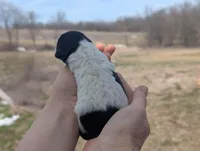 Ulani - AKC - Portuguese water dog , a female Portuguese Water Dog for sale in Kingston, MO – Photo 7 of 9