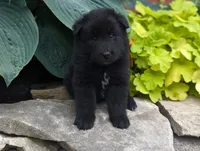 AKC - Belgian Sheepdog - Female, a female Belgian Sheepdog for sale in Kingston, MO – 2 of 10