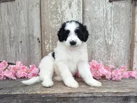 Ulla - AKC - Portuguese water dog , a female Portuguese Water Dog for sale in Kingston, MO – 4 of 9