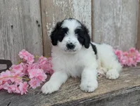 Ulla - AKC - Portuguese water dog , a female Portuguese Water Dog for sale in Kingston, MO – 7 of 9
