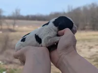 Ulla - AKC - Portuguese water dog , a female Portuguese Water Dog for sale in Kingston, MO – Photo 4 of 8