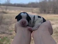 Ulla - AKC - Portuguese water dog , a female Portuguese Water Dog for sale in Kingston, MO – Photo 5 of 8