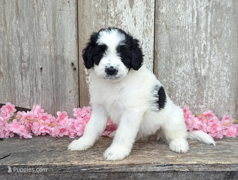 Ulla - AKC - Portuguese water dog  – Portuguese Water Dog puppy for sale in Kingston, MO