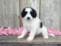 Ulla - AKC - Portuguese water dog , a female Portuguese Water Dog for sale in Kingston, MO – 1 of 9