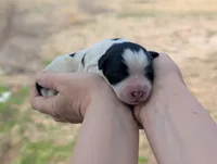 Ulla - AKC - Portuguese water dog , a female Portuguese Water Dog for sale in Kingston, MO – Photo 3 of 8